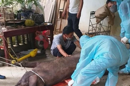 Cán bộ thú y và người dân xã San Thàng, thành phố Lai Châu đưa lợn bệnh đi tiêu hủy.