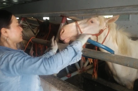 Ngựa bạch được người dân xóm Phẩm chăm sóc công phu. 