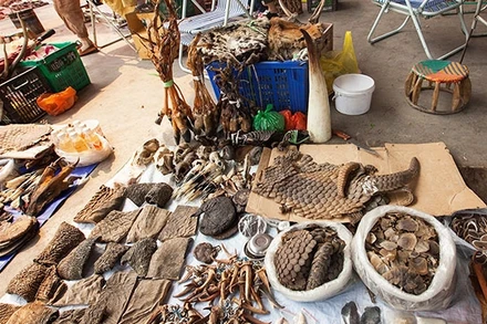 Các sản phẩm từ động vật hoang dã vẫn được kinh doanh tại nhiều nơi ở nước ta. Ảnh: CHANGE