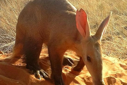 Cảnh lợn đất tìm kiếm thức ăn vào ban ngày đang trở nên phổ biến hơn, đây có thể là dấu hiệu của tình trạng thiếu lương thực do hạn hán gây ra. Ảnh: Đại học Wits.