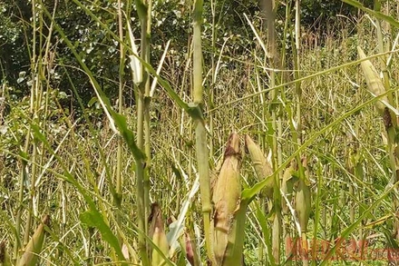 Một nương ngô của người dân xã Sín Thầu bị châu chấu tre gây hại.