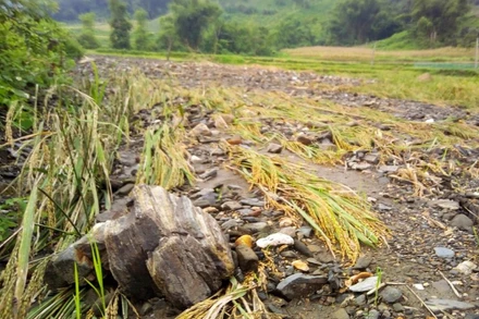 Đất, đá vùi lấp ruộng lúa của người dân thôn Bản Diếu, xã Ngọc Phái. 