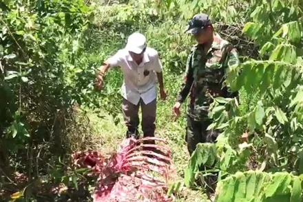 Khung xương cá thể bò tót bị sát hại.