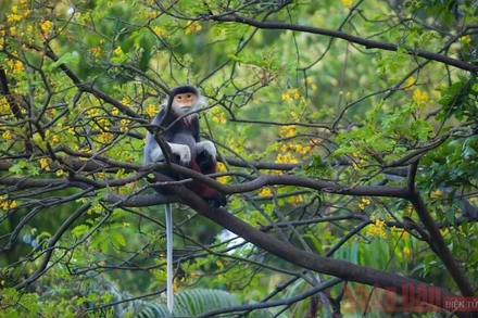 Voọc chà vá chân nâu giữa rừng hoa lim xẹt bán đảo Sơn Trà