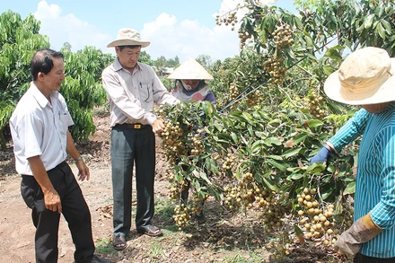 Sóc Trăng đón cơn mưa sau nhiều ngày nắng hạn