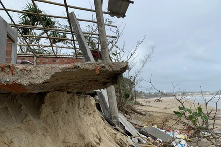 Khu vực bờ biển xã Bình Hải, huyện Bình Sơn (Quảng Ngãi) bị sạt lở ngày càng nghiêm trọng. 