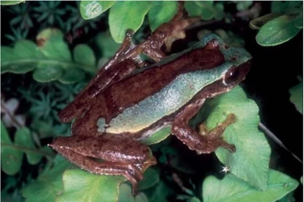 Ếch cây văn bàn Rhacophorus vanbanicus ngoài tự nhiên.