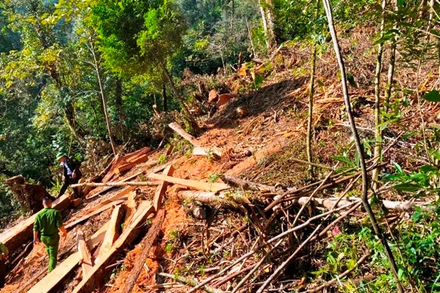 Hiện trường một vụ chặt hạ gỗ rừng trái phép ở Lào Cai.