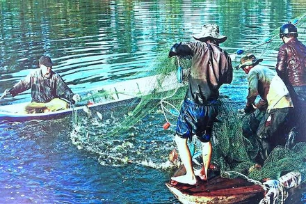 Thu hoạch cá đồng nằm trong hoạt động lễ hội “Hương rừng U Minh”. 