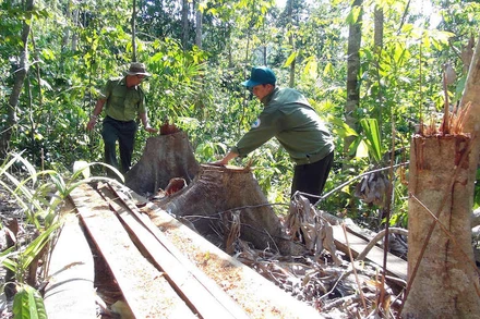 Hình ảnh lâm tặc ngang nhiên mở đường vào chặt phá rừng ở khu vực giáp ranh hai huyện Sông Hinh và Tây Hoà Phú Yên.