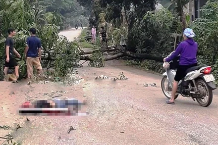 Hiện trường vụ đổ cây làm chết người ở xã Võ Lao, huyện Văn Bàn, tỉnh Lào Cai.