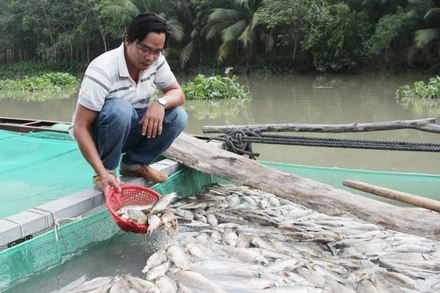 Cá chết nổi trắng bè nuôi sau cơn mưa.