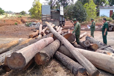 Gỗ tang vật bị bắt giữ trên chiếc sà lan ngày 19-4 