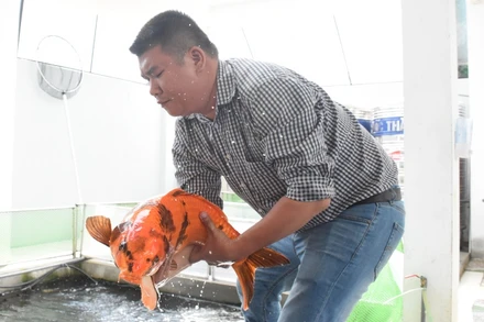 Trần Thướt Vỹ với niềm đam mê cá Koi bất tận.