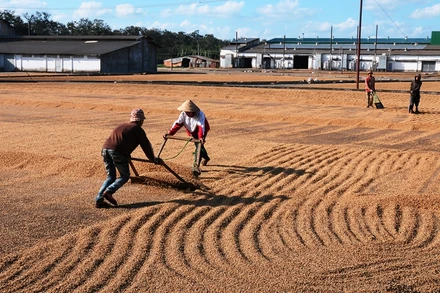 Nông dân tiến hành phơi cà-phê sau khi thu hoạch.