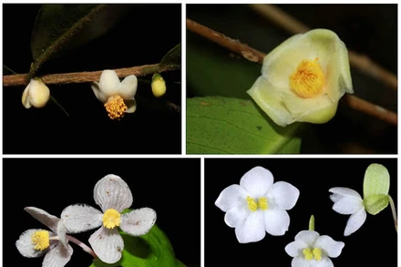 Bốn loài thực vật mới được công bố có xuất xứ từ Vườn quốc gia Bidoup - Núi Bà.