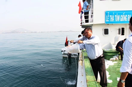 Cán bộ Sở Nông nghiệp và Phát triển nông thôn thả tôm sú giống xuống biển.