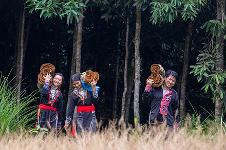 Phát triển hệ thống thị trường quế chất lượng cao giúp nâng cao địa vị kinh tế - xã hội cho phụ nữ Lào Cai (Ảnh: Dự án “Gia vị cho sự bình đẳng”).