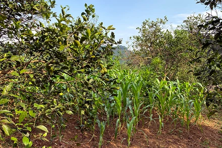 Nhiều vườn cam bị thoái hoá, người dân chặt bỏ dần chuyển sang trồng mía.