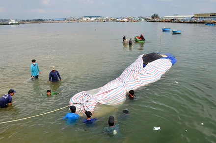 Xác cá voi được ngư dân phường Đức Long, TP Phan Thiết (Bình Thuận) đưa vào Cảng Phan Thiết.