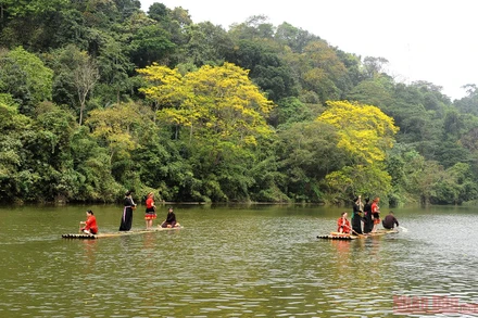 Khung cảnh thơ mộng trên hồ Nà Nưa với sắc vàng rực rỡ của hoa lim vang.
