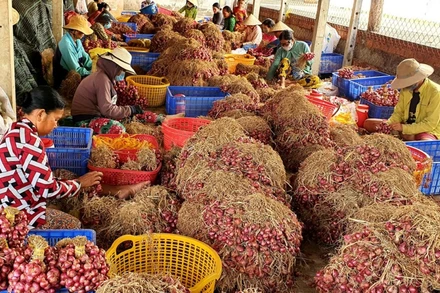 Nông dân Vĩnh Châu canh cánh nỗi lo củ hành tím ứ động, khó tiêu thụ.
