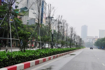 Hàng cây phong sinh trưởng kém do không thích nghi với khí hậu Hà Nội (ẢNH: NGỌC KHÁNH).