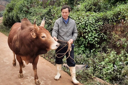 Chủ động phòng bệnh cho gia súc, người chăn nuôi cần theo dõi diễn biến sức khỏe đàn vật nuôi.