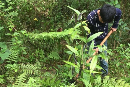 Mô hình phát trồng dược liệu (chè hoa vàng, mú từn...) dưới tán rừng  của anh Hà Minh Tuấn, bản Cò Muồng, xã Châu Kim, huyện Quế Phong.