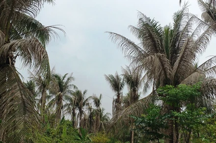 Vườn dừa bị xác xơ do sâu đầu đen tấn công.