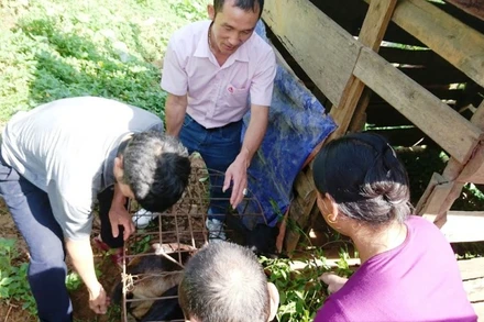 Cán bộ NHCSXH huyện Quế Phong kiểm tra con giống cho bà con bản Pà Khốm.