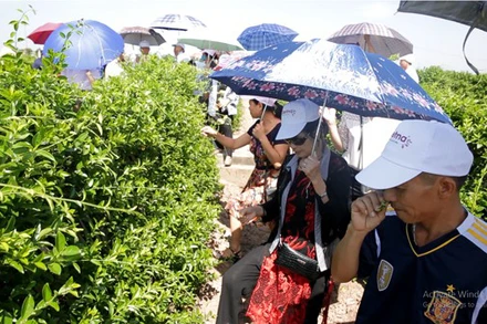 Vùng trồng dây thìa canh sạch đạt chuẩn GACP-WHO tại Nam Định.