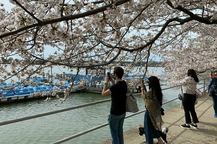 Người dân đến ngắm hoa anh đào nở sớm ở hồ Tidal Basin, thủ đô Washington DC, Mỹ (Ảnh: WTOP)