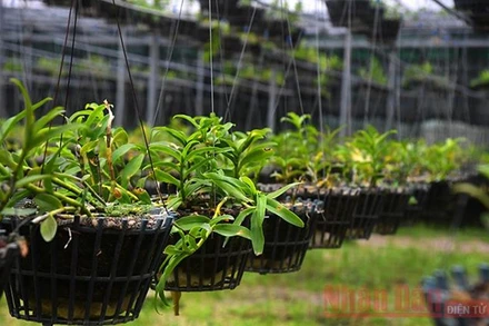 Thị trường lan đột biến đang rất "sốt".