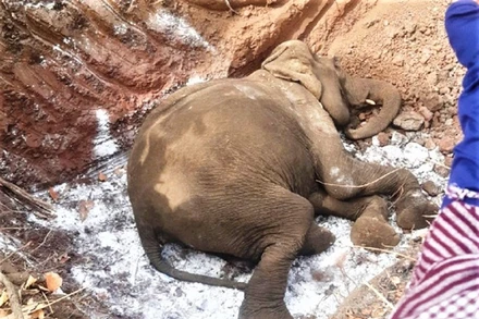 Xác voi H’Non được chôn cất.