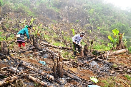 Người dân thôn Na Lốc đốt bỏ chuối bị bệnh vàng lá.