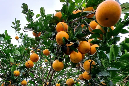 Vườn cam của HTX Thiên Sơn, xã Đồng Thành, huyện Yên Thành (Nghệ An).