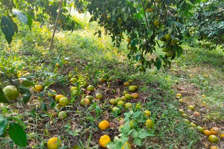 Chuyện “giải cứu” quýt và nghịch lý ở Quỳ Hợp