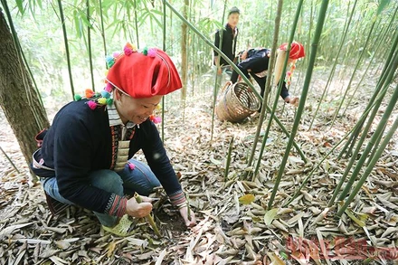 Theo chân người Dao đi hái măng sặt