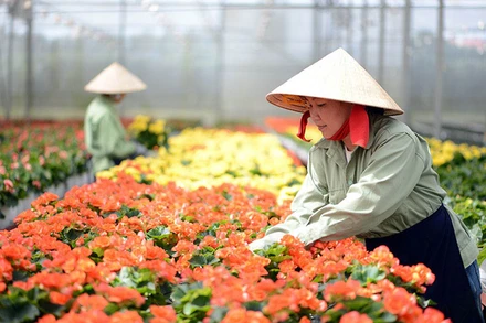 Sản xuất hoa công nghệ cao tại Công ty Dalat Hasfarm.