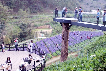 Cánh đồng hoa tại Đà Lạt thu hút du khách.