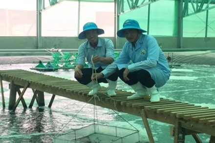 Mô hình Nuôi tôm công nghệ cao tại Công ty TNHH Việt Úc huyện Phú Mỹ, tỉnh Bình Định.