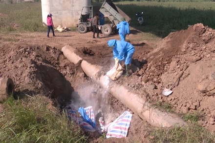 Tiêu hủy lợn mắc dịch tả lợn châu Phi tại xã Chân Lý, huyện Lý Nhân.