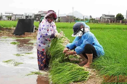 Chọn lựa những cọng hành, củ hành còn có thể bán được để mời chào thương lái đến thu mua, giúp nông dân vớt vát phần nào vốn đầu tư.