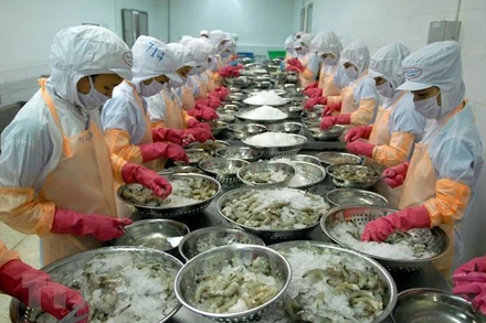 Chế biến tôm xuất khẩu. (Ảnh: TTXVN)