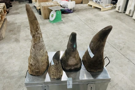 Số sừng tê giác bị Chi cục Hải quan cửa khẩu cảng Hải Phòng khu vực 3 (Cục Hải quan Hải Phòng) phát hiện, thu giữ. (Ảnh do cơ quan hải quan cung cấp).