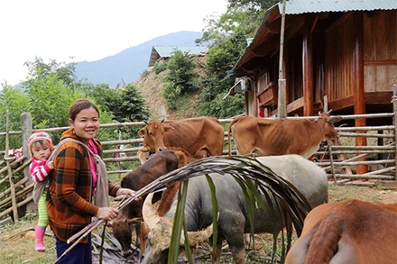 Gia đình chị Lô Thị Quyên vay vốn nuôi trâu bò. Ảnh: Báo Dân tộc và Phát triển.