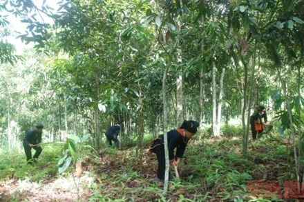 Trồng quế hiện đang là sinh kế cho hàng trăm nghìn hộ dân tộc thiểu số tại các tỉnh vùng sâu vùng xa. (Ảnh: THANH TRÀ)