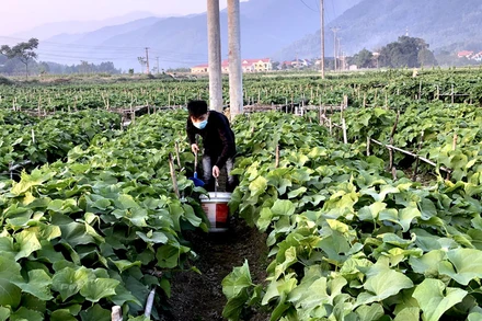 Người dân huyện Tam Đảo, tỉnh Vĩnh Phúc chăm sóc rau vụ đông.