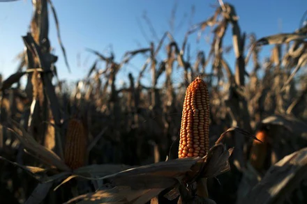 Ảnh minh họa. (Ảnh: Reuters)